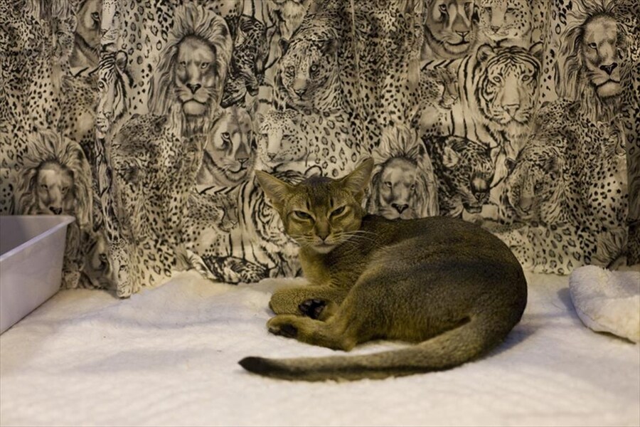 Abyssinian at Supreme 2011