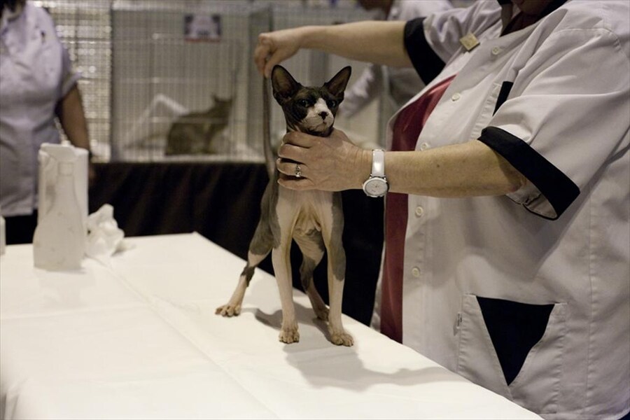 Sphynx in the Judging Ring at Supreme 2011