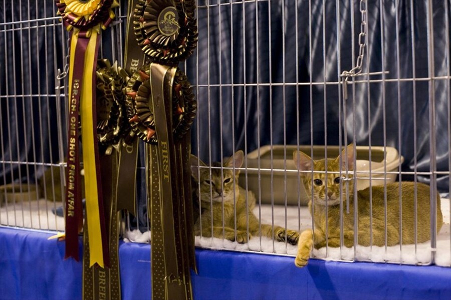 Pontaby Vincitore and Pontaby Zenzero, two Abyssinians at Su