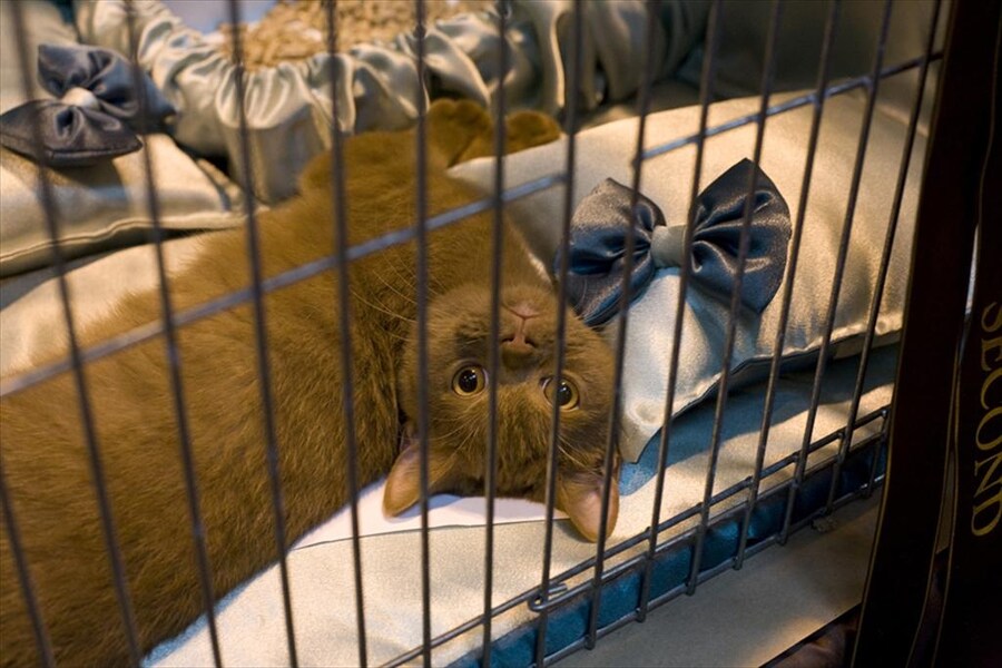 Anthary Fernando, a British Chocolate Shorthair Kitten at Su