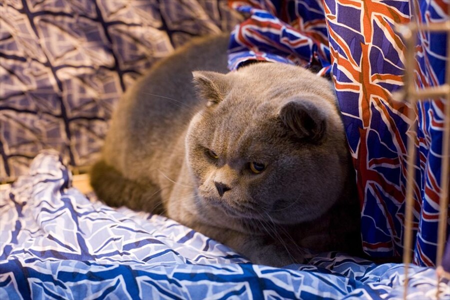 British Blue at Supreme 2011