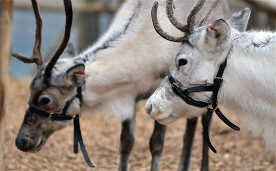 Arctic reindeer at London Zoo