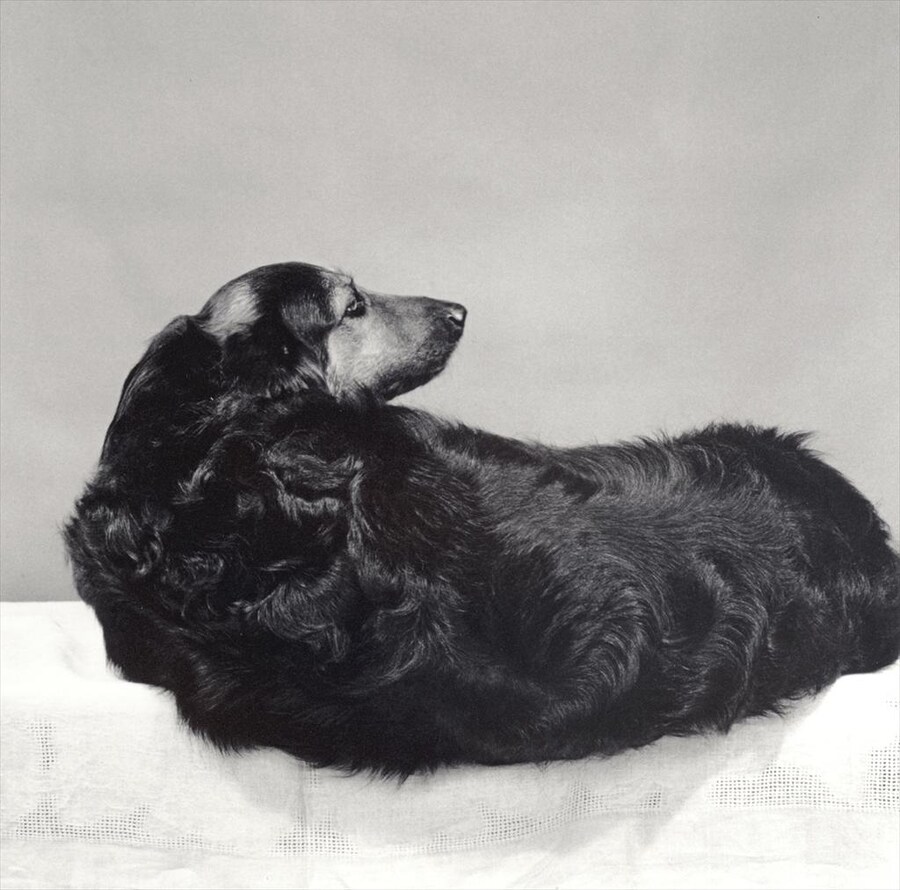 Robert Mapplethorpe, Muffin, 1981