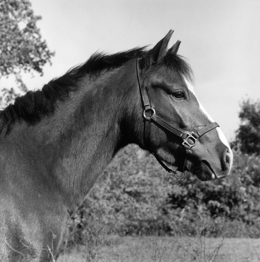 Robert Mapplethorpe, Horse #6, 1982
