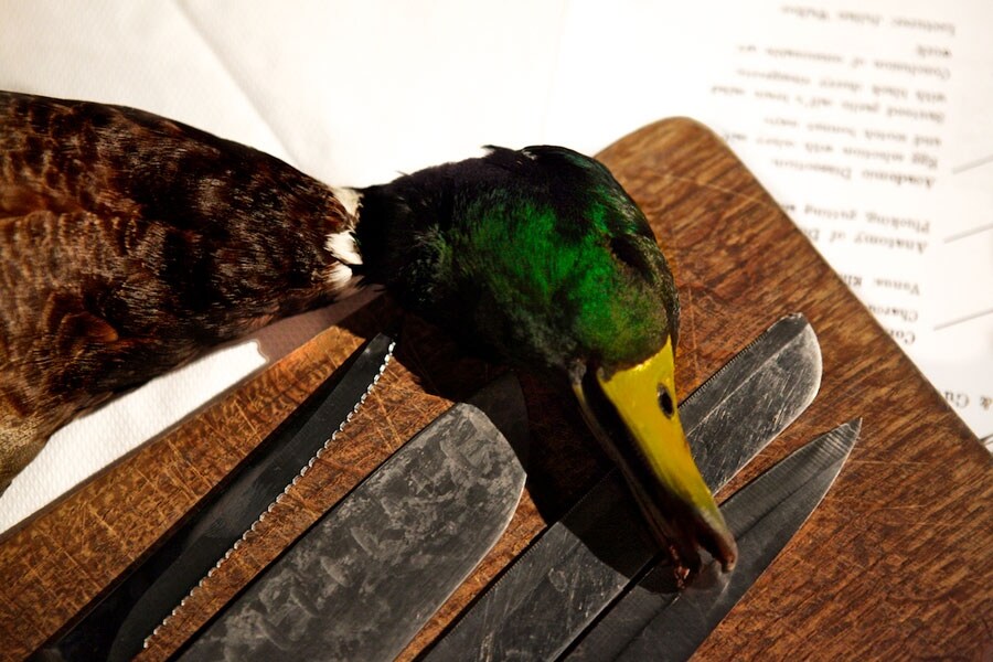 A Mallard waiting to be plucked and gutted for dinner