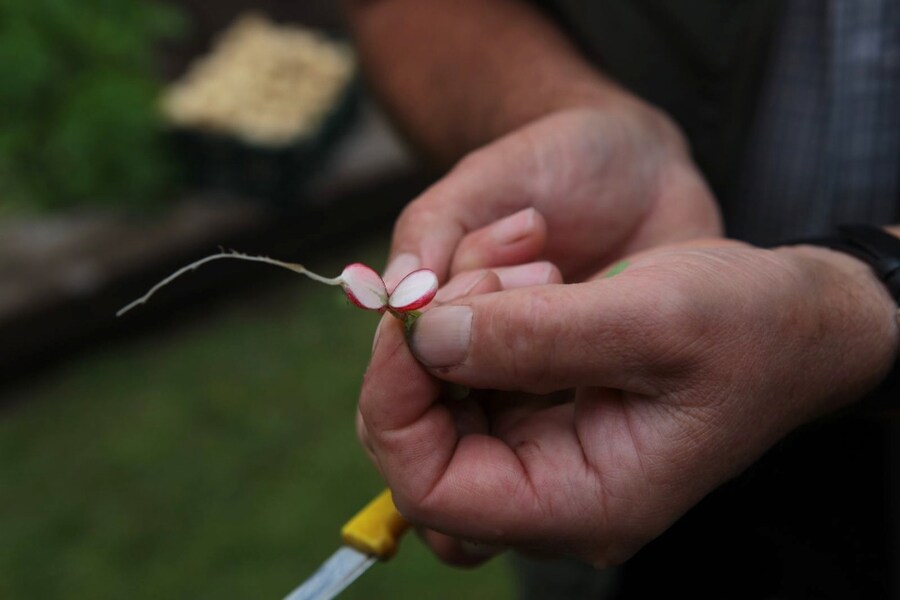 Richard Vine holding a micro radish
