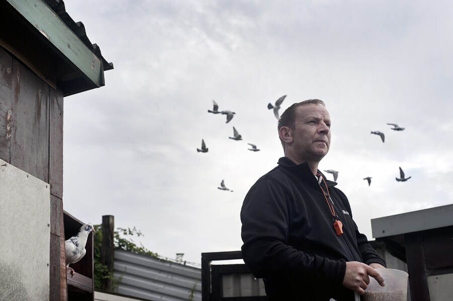 Wayne McCluckie with his pigeons