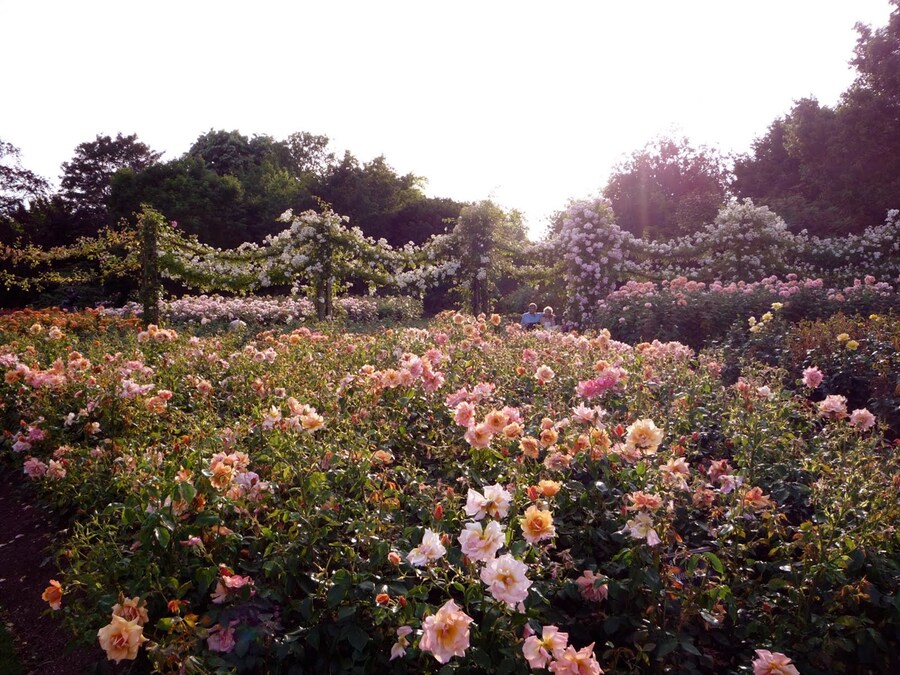 Queen Mary&#39;s Rose Garden as chosen by Nathalie Olah