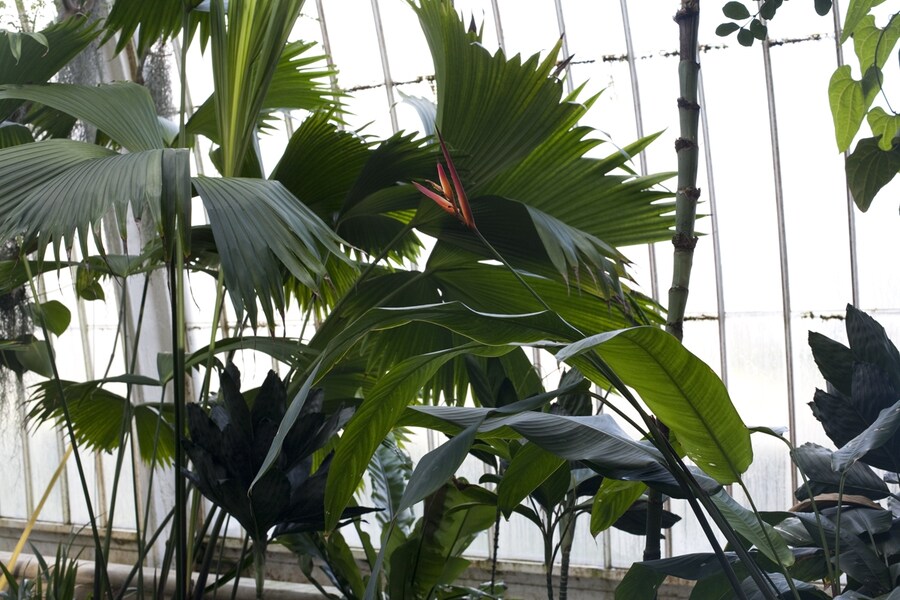 The Temperate House, Kew Gardens