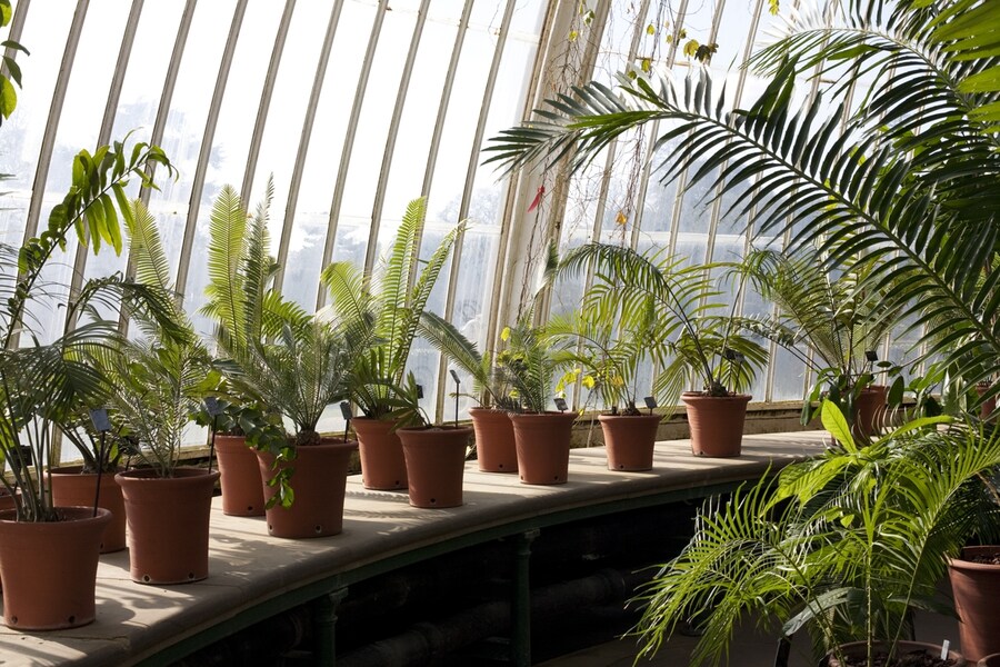 The Temperate House, Kew Gardens