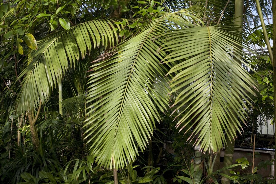 The Temperate House, Kew Gardens
