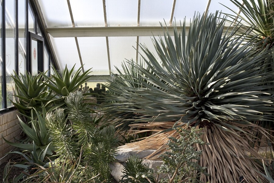 The Temperate House, Kew Gardens