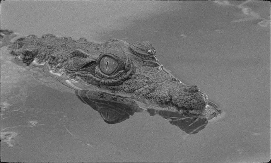 Tabu, directed by Miguel Gomes, 2012