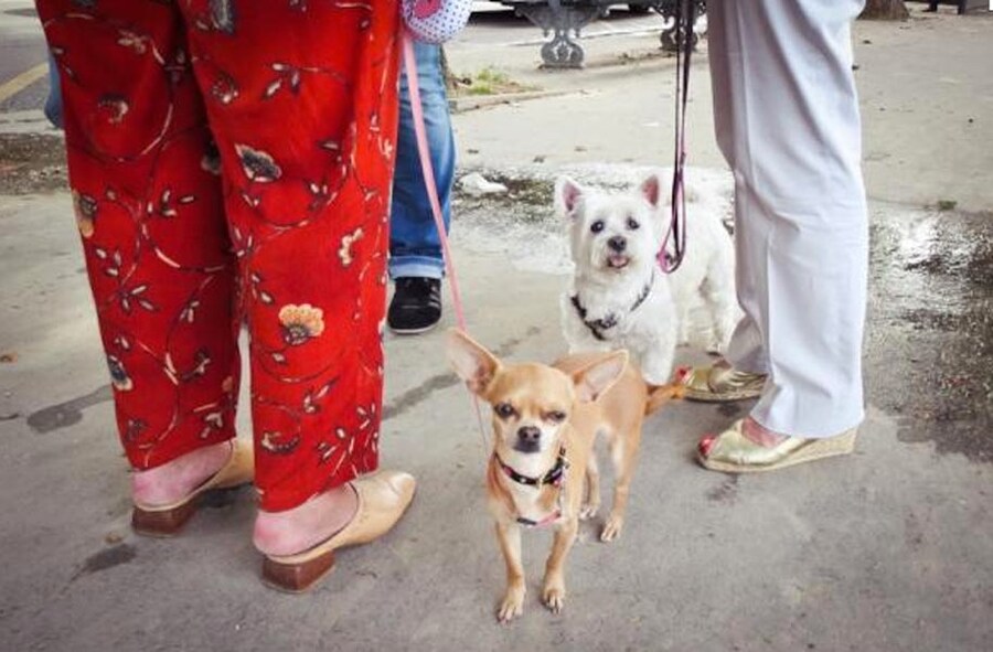 A West Highland Terrier and Chihuahua captured on our Canon 