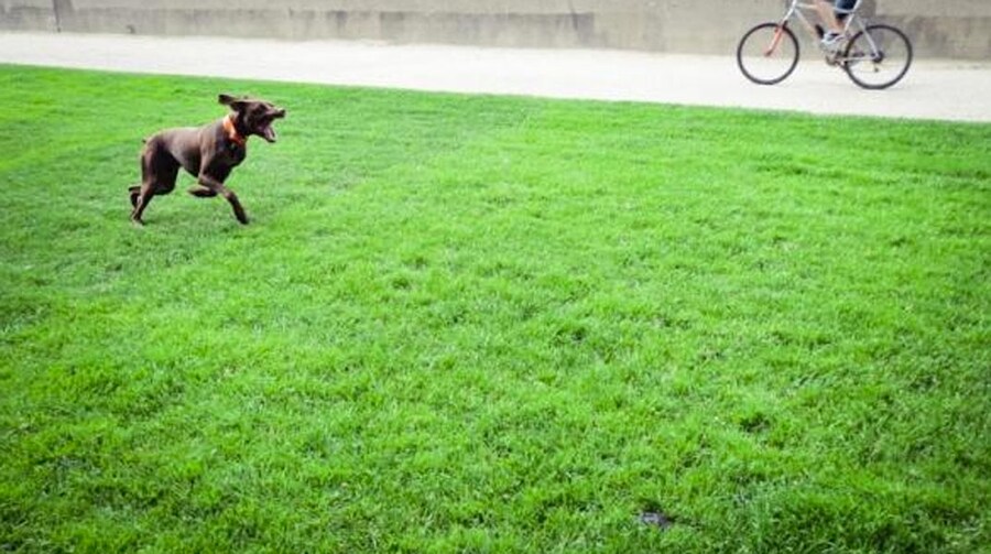 A Hungarian Vizsla captured on our Canon road trip