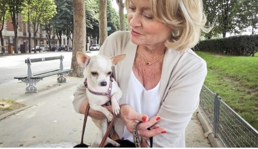 A short-haired Chihuahua captured on our Canon road trip