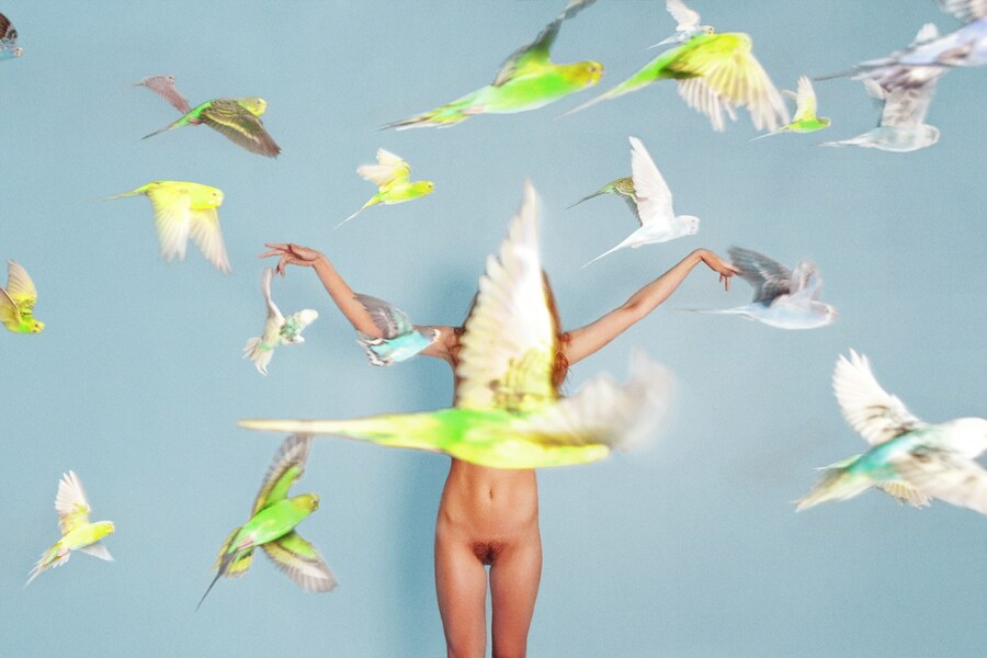 Parakeets, 2011