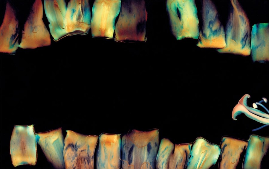 From The Mushroom Picker by David Robinson