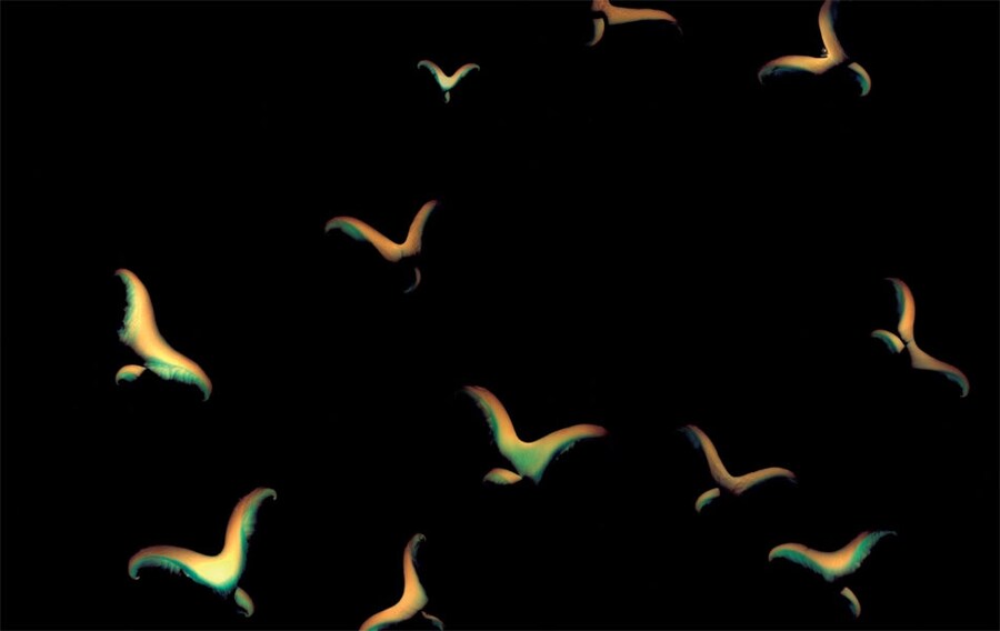 From The Mushroom Picker by David Robinson