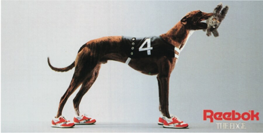 Dog Wearing Trainers, 1990