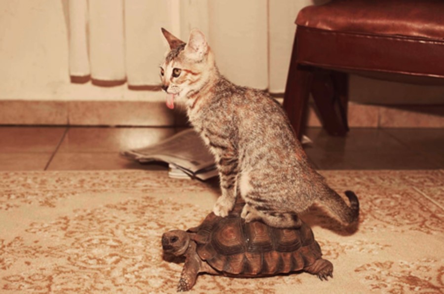 Cat riding tortoise