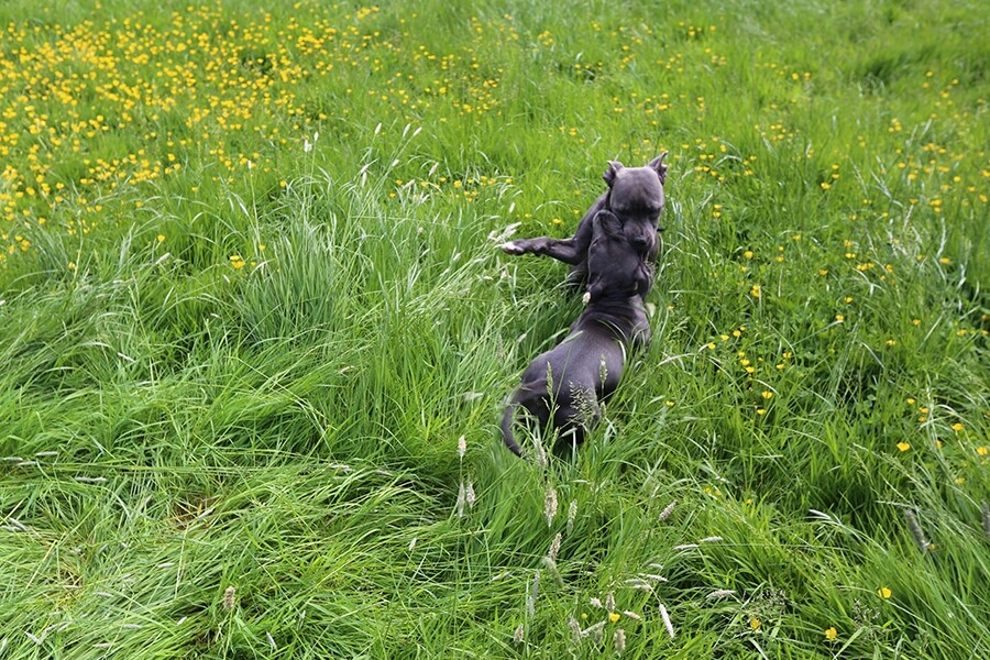 Reggie playing