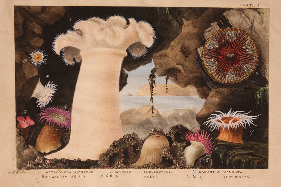 Philip Henry Gosse, Illustration for Atcinologia Britannica,