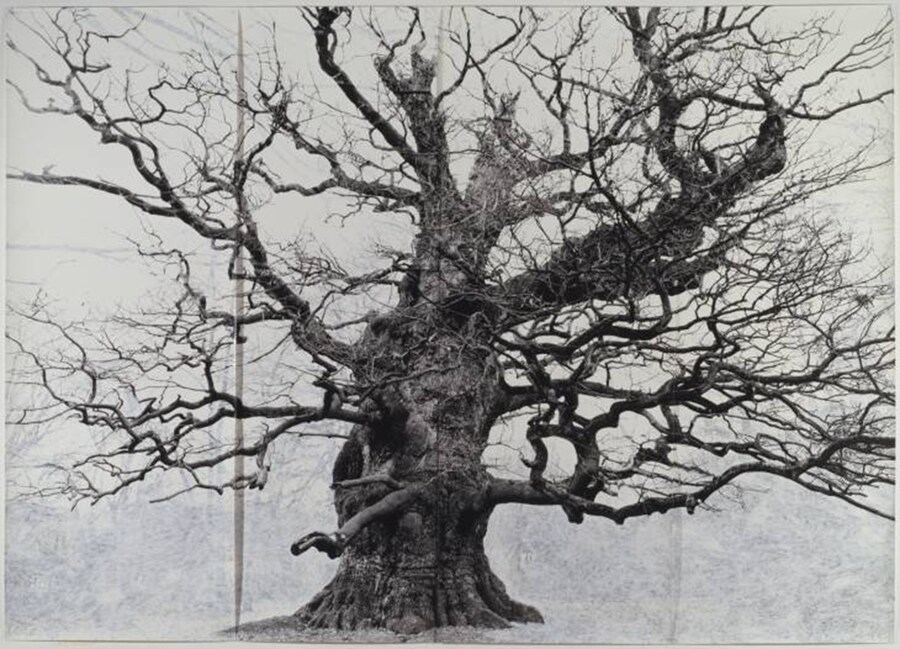 Tacita Dean, Majesty, 2006