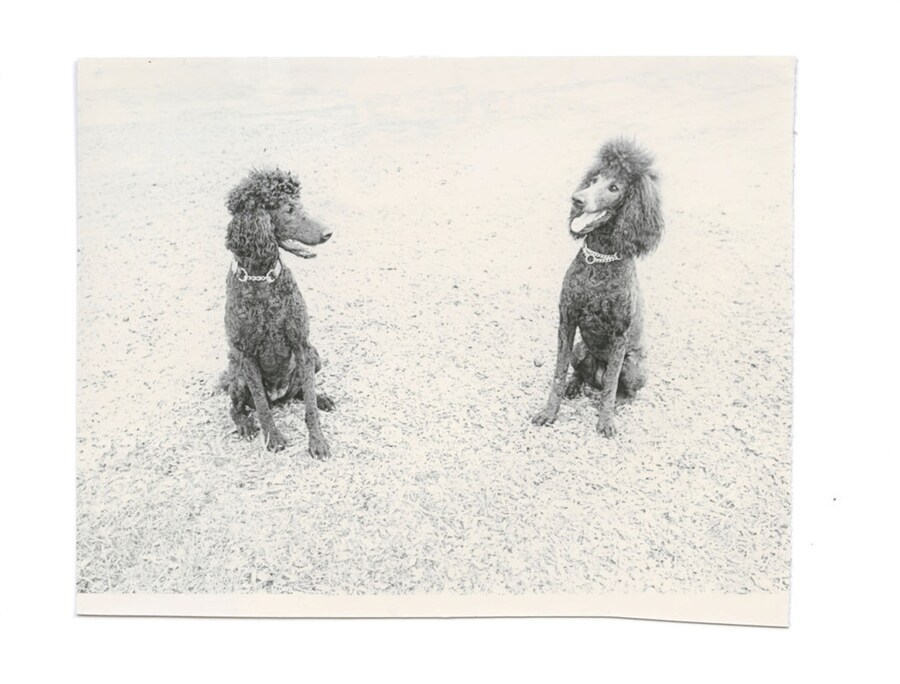 From Dogs by Mark Peckmezian