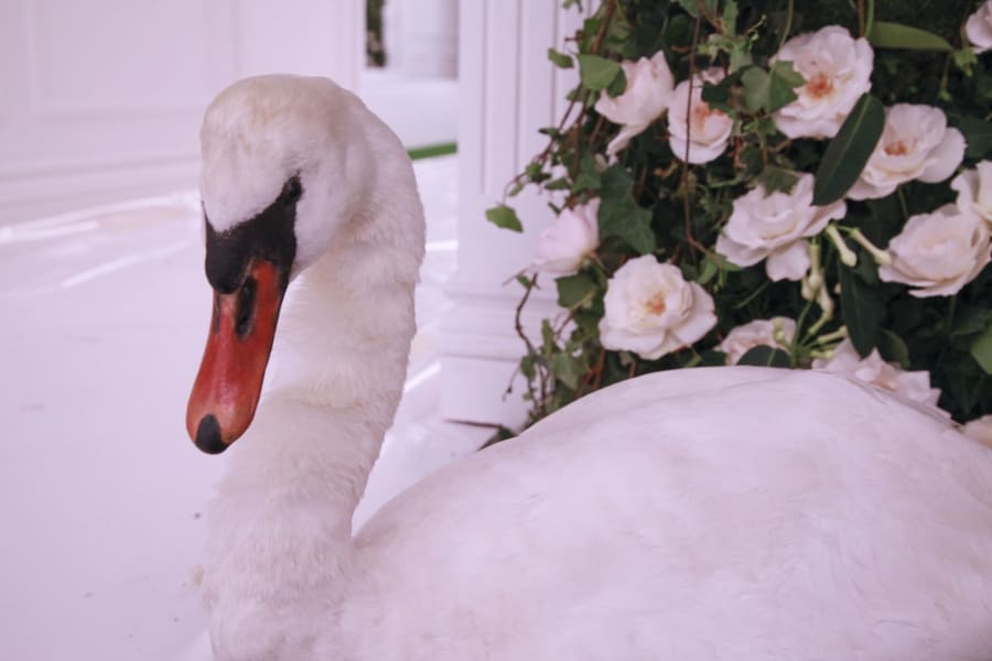 Mulberry S/S14 by McQueens