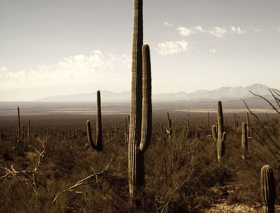 Cacti in the American desert