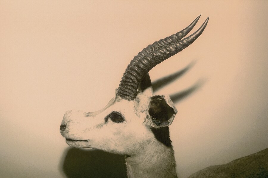 Wild Window # 1, 2007