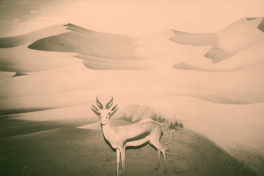 Wild Window # 3, 2007