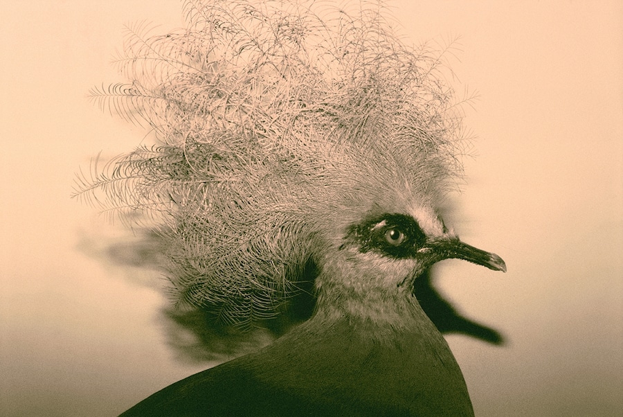 Wild Window # 31, 2013