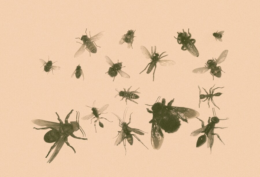 Wild Window # 38, 2013