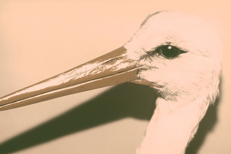 Wild Window # 2, 2007