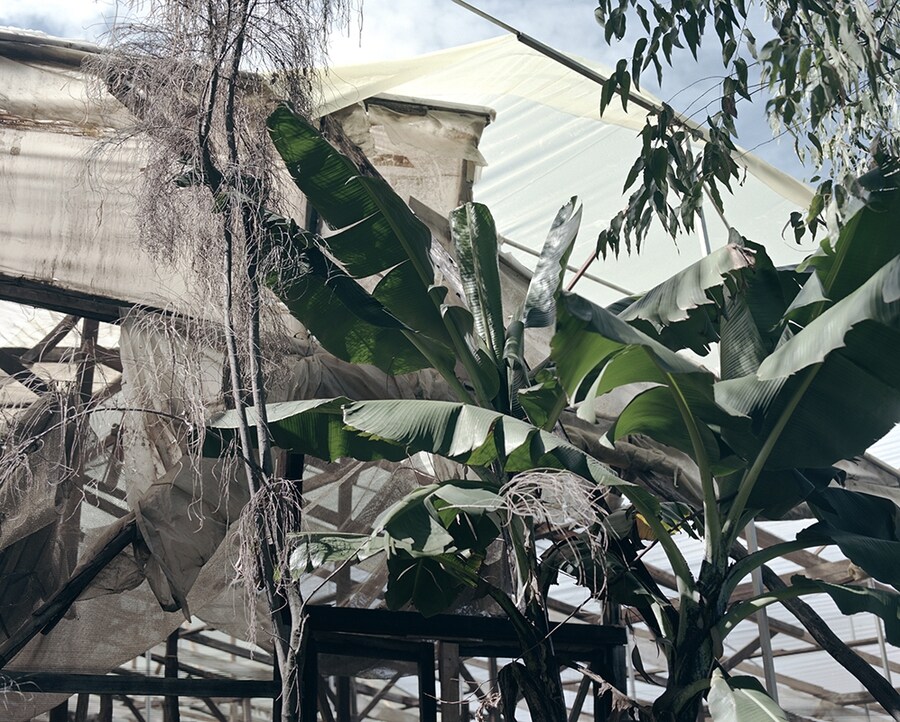 Jackie Nickerson, Shade and Tree, 2012