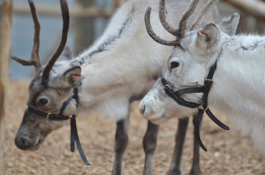 Reindeers at ZSL London Zoo