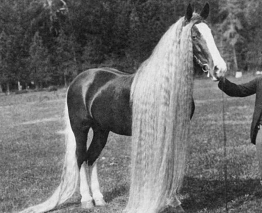 The Oregon Wonder Horse