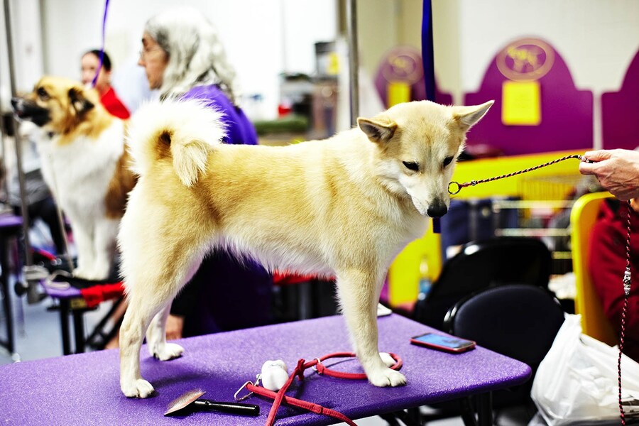 Westminster Kennel Club dog show 2014