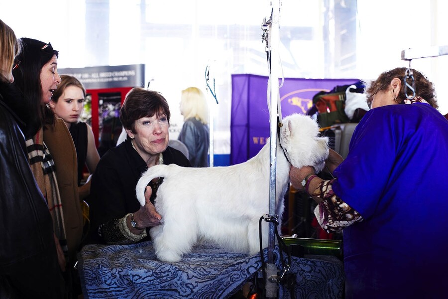 Westminster Kennel Club dog show 2014