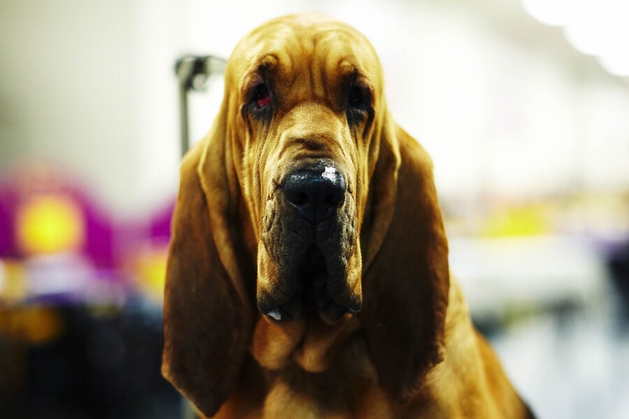 Westminster Kennel Club dog show 2014