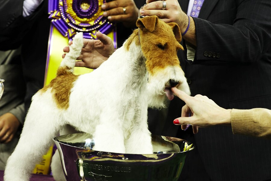Westminster Kennel Club Best in Show 2014
