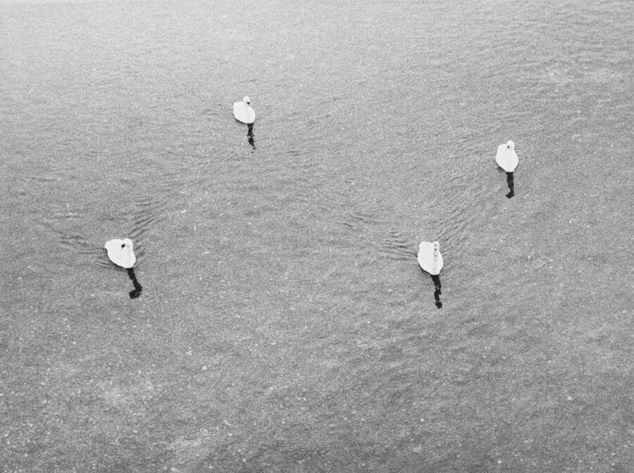 Untitled (four swans), 2006, by Jochen Lempert