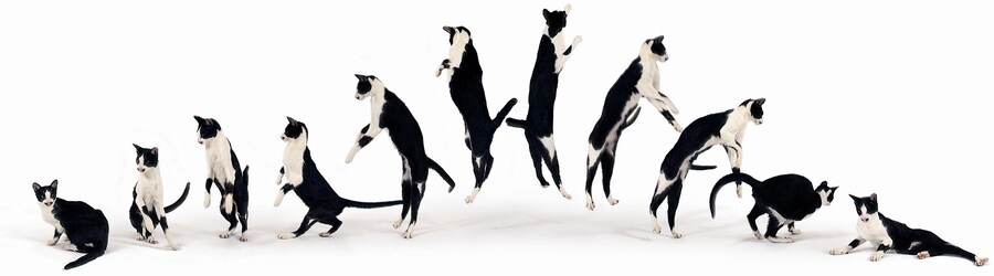 Image from Dancing with Cats by Burton Silver