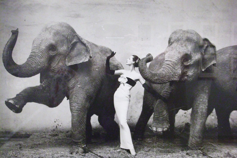 Dovima with Elephants