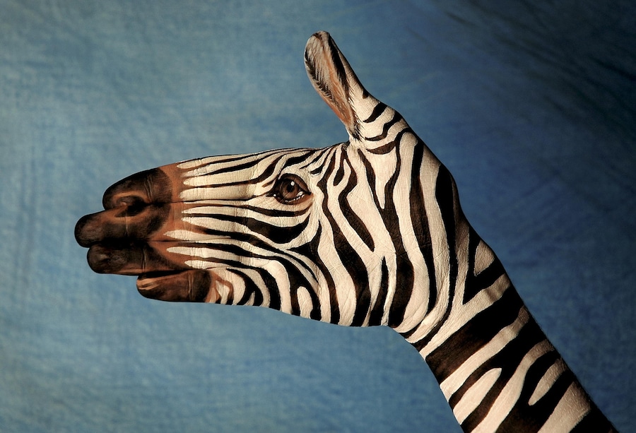 Zebra by Guido Daniele
