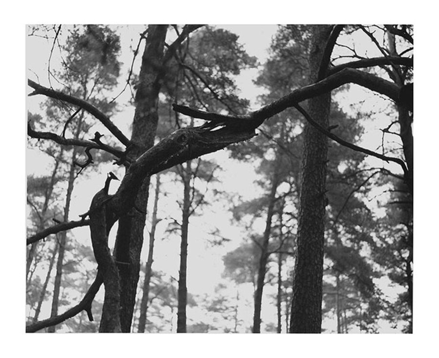 Michael Schmidt, Untitled (from Natur), 1988-89/2005