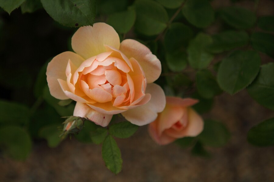 Roses at Darsham Nurseries