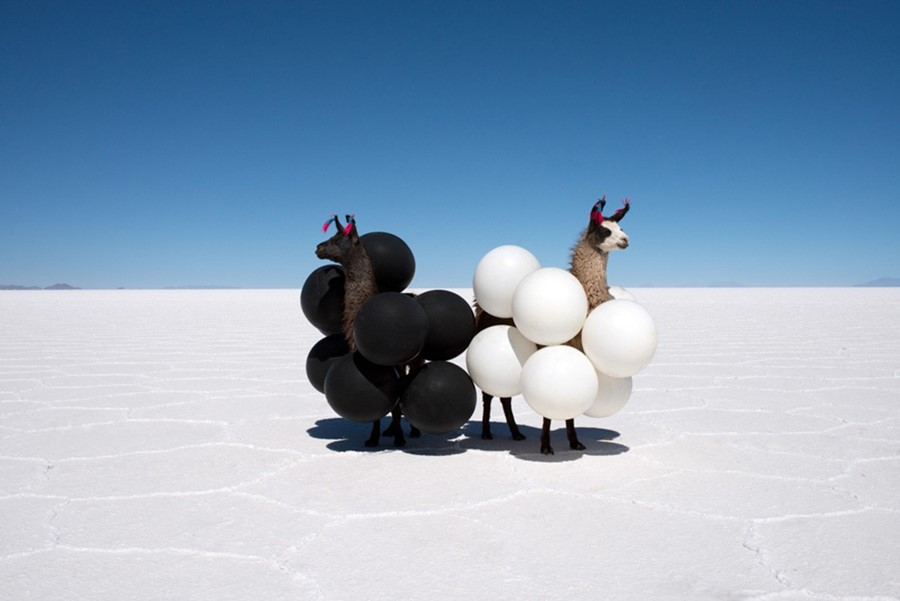 Llamas in Black &amp; White Balloons